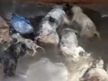 Makaber: Grab voll mit toten Hunden gefunden