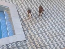 Von ihren eigenen Pitbulls angefallen, nachdem sie versucht hatten, eine Katze zu retten