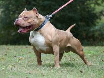 Wiederholter Angriff: Nachbarn hatten vor Pitbull-Besitzer gewarnt – Kind erleidet schwere Bisswunden