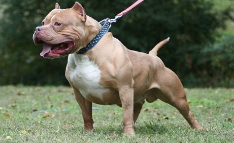 Wiederholter Angriff: Nachbarn hatten vor Pitbull-Besitzer gewarnt – Kind erleidet schwere Bisswunden