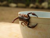 Zunahme von Skorpionstichen: Gesundheitsministerium meldet 803 Fälle und verstärkt Präventionsmaßnahmen