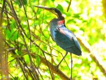 Seltene Vogelart entdeckt