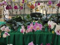 Orchideenmesse zum Valentinstag