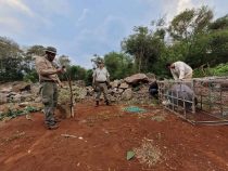 Auf der Jagd nach Pumas