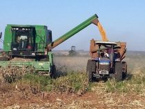 Rekordernte in Sicht? Paraguay könnte 10,6 Millionen Tonnen Soja überschreiten