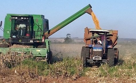 Rekordernte in Sicht? Paraguay könnte 10,6 Millionen Tonnen Soja überschreiten