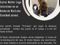 Staatsanwaltschaft ermittelt in zwei Fällen von Tierquälerei