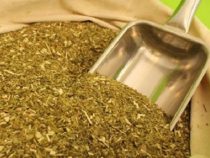 Yerba Mate weicht Gen-Soja: Die dramatische Krise, die Paraguays grüne Felder zerstört