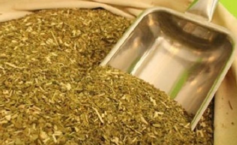 Yerba Mate weicht Gen-Soja: Die dramatische Krise, die Paraguays grüne Felder zerstört