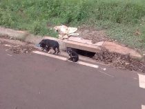 Immer mehr Hunde und Katzen werden einfach ausgesetzt