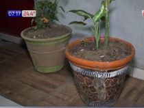 Pflanzen mit Töpfen sind begehrt