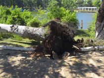 Tragödie in Villarrica: Kind von einem Baum erdrückt