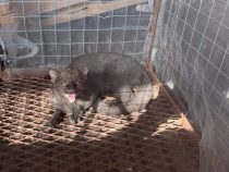 Jaguarandi greift Arbeiter an