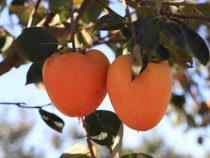 Paraguay: Kaki-Produktion für europäischen Markt beginnt