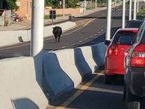 Seltsame Verkehrsteilnehmer