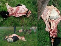 Frau im Rollstuhl Opfer von Viehdieben