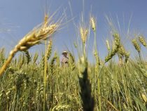 Brotkörbe der Welt: Paraguay im Fadenkreuz der Weizenproduktion