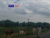 Freilaufende Rinder verursachen Unfälle auf der Route PY01