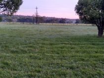 Auf den ersten Frost folgt ein Altweibersommer