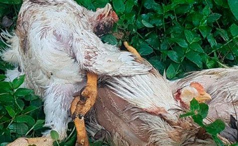 Sorge um Geflügelstatus: Paraguay prüft möglichen Vogelgrippe-Fall in Grenznähe