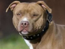 Pitbull greift Dieb an und schafft es, ihn aufzuhalten