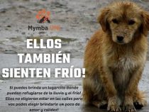 “Sie frieren auch“: Herrenlose Tiere suchen einen Unterschlupf