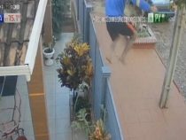 Auf der Flucht vor der Polizei entpuppt sich ein Verbrecher als Spider-Man