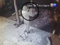 Dieb hat es auf Papagei abgesehen