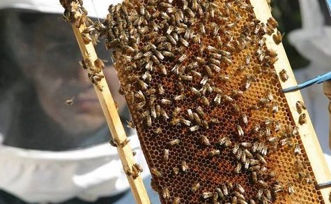 Paraguays unterschätzte Industrie: Die harte Arbeit hinter jedem Löffel Honig