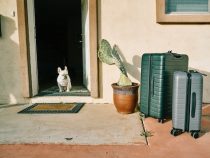 6 Tipps: So klappt die Reise nach Paraguay mit Hund!