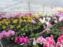 Orchideen: Ein florierendes Geschäft