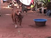 Tödliche Hundeattacke: Pitbull beißt Baby tot