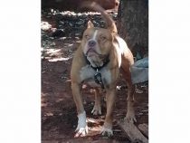 Die Geschichte von Pitbull Thor, der in Ñemby ein Baby angegriffen hat