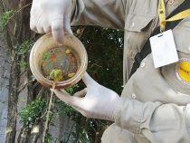 Wenige Tage Kälte helfen nicht, die Ausbreitung der Dengue-Mücke zu stoppen