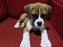 Auch junge Hunde werden schon gestohlen
