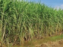 Klimakrise in Paraguay: Abgeordnete rufen Notstand für Zuckerrohrbauern aus