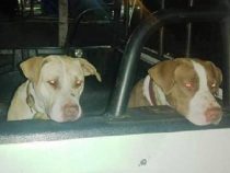 Wem gehören die zwei Pitbulls?