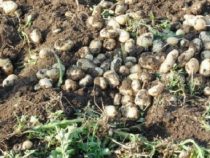 Dieses Jahr die größte Kartoffelernte erwartet