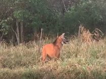 Mähnenwolf im Chaco gesichtet