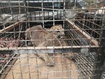 Ein Puma auf der Terrasse