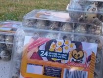 Wachteleier erobern den lokalen Markt