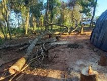 Vater fällt Baum: 2-jähriger Sohn kommt ums Leben