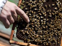 Mehr als 100 Bienenstiche überlebt