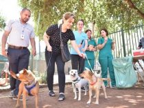Immer mehr Hunde werden einfach ausgesetzt