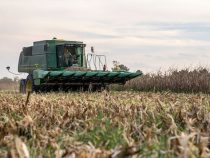 Warten auf den Regen: Bauern kämpfen mit verspätetem Anbauzyklus