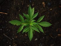 Aktuelle Debatte über Legalisierung von Cannabis