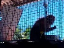 Diebischer Affe endlich hinter Gittern
