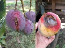 Seltsame Krankheit befällt Mangos