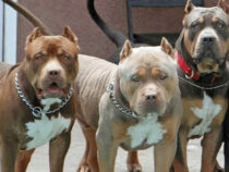 Einbrecher stirbt, nachdem ihn Pitbull-Hunde attackiert hatten