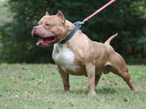 Wenn ein Pitbull angreift und keiner die Operation bezahlen will